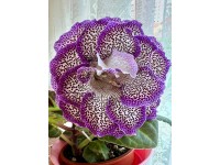 Глоксиния Коти-Гипноз