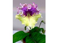 КТ-Лёд и Пламень (New-2026)