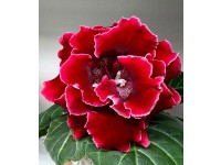 Глоксиния Коти-Моя Любовь