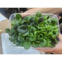 Рассадка на выставке Флора Маркет 19 октября 2025