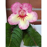 КТ-463-5 (МК-Йота+KT-Nina Ricci)