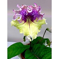 Стрептокарпус КТ-Лёд и Пламень