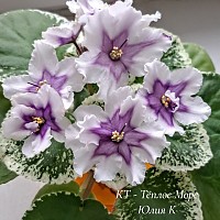 фиалка КТ-Тёплое Море, вырастила Юлия К.