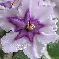 фиалка КТ-Тёплое Море, вырастила Юлия К.