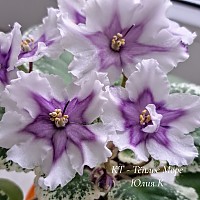 фиалка КТ-Тёплое Море, вырастила Юлия К.