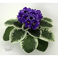 КТ-Enduro (И. Кабанова/Е. Трофименко), фото и растений Ольги Артёмовой, г. Москва