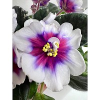 Фиалка КТ-Юность Моя (Кабанова/Трофименко)