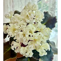КТ-Венский Валь, желтая фиалка