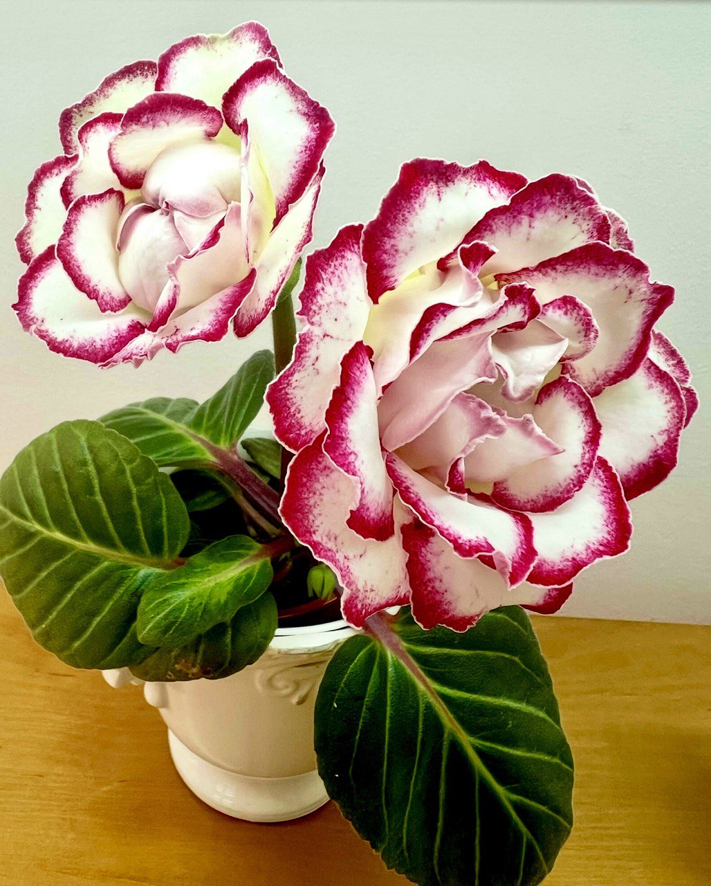 Ароматная глоксиния