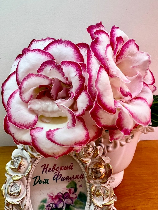 Зима в сердце